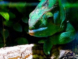 Haus des Meeres 4.02.2026